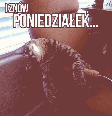 Śmieszny kot na fotelu w poniedziałek